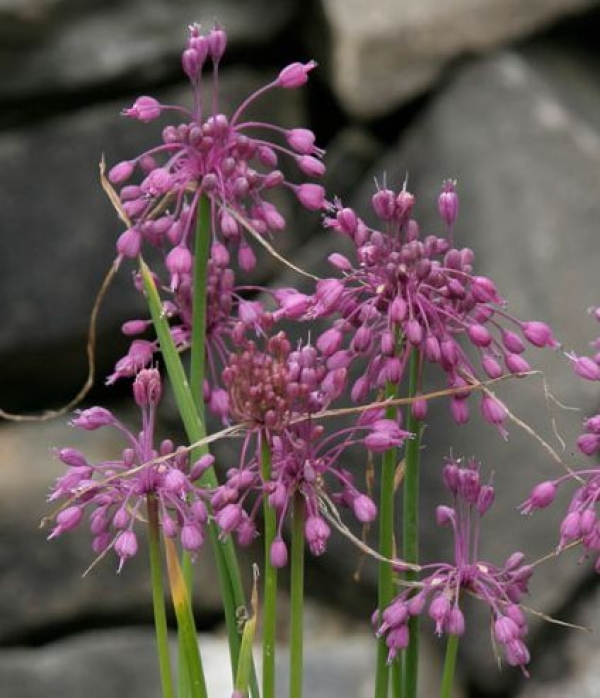Allium carinatum - gredljasti luk