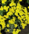 Chrysanthemum hybridum - pozna rumena polna krizantema