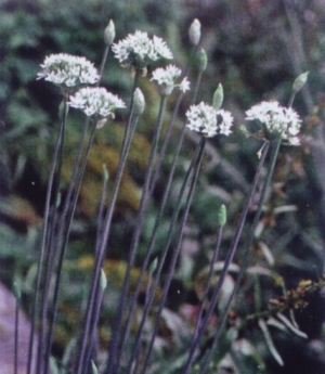 Allium tuberosum - česnov (kitajski) drobnjak, kitajski česen, zelo medi