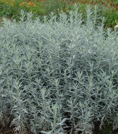 Artemisia ludoviciana &#039;Silver King&#039; - ekspanzivni pelin