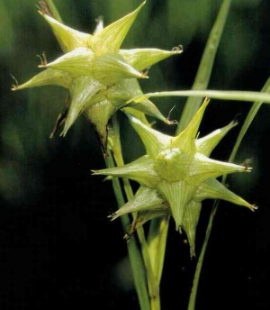 Carex grayi - grejev šaš (zvezdasti)
