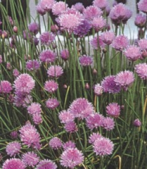 Allium schoenoprasum - drobnjak, zelo medi