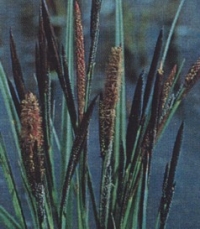 Carex nigra - črni šaš