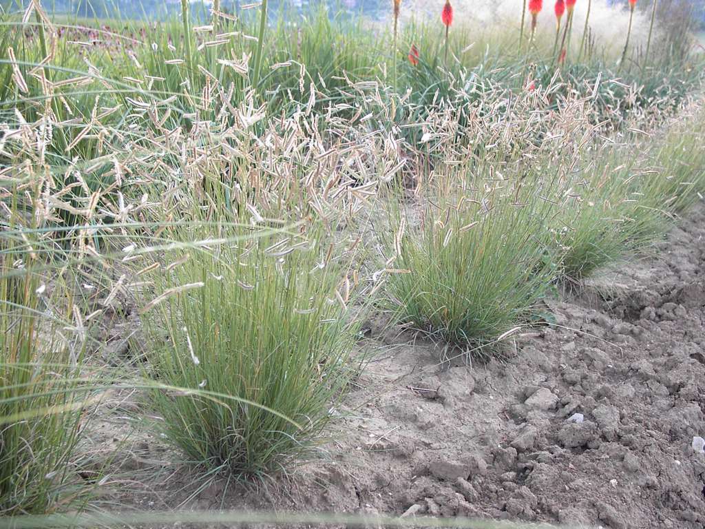 Spredaj nižje (Bouteloua gracilis) in v ozadju visoke trave (Andropogon gerardi in druge) in sorta bakljaste lilije, ki cveti jeseni še enkrat (Kniphophia uvaria 'Tardiva') v poizkusnem in matičnem nasadu vrtnarije Trajnice Golob-Klančič.
