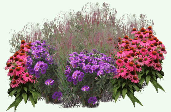 Preverjene kombinacije trajnic za zasaditev tako javnih, kot zasebnih okrasnih površin