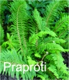 Praproti