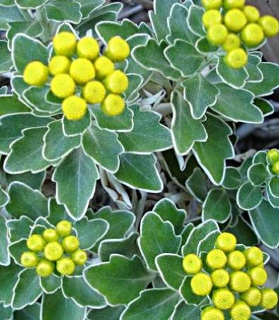 Ajania pacifica - ajanija, srebrno listje