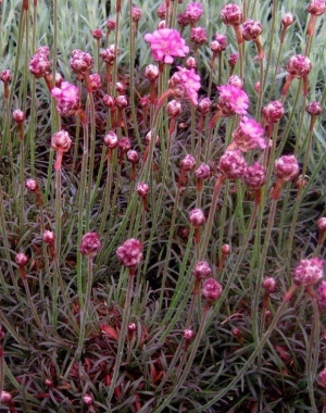 Armeria maritima 'Rubrifolia' - rdečelistna armerija