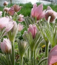 Anemone pulsatilla 'Pink Shades' - roza kosmatinček