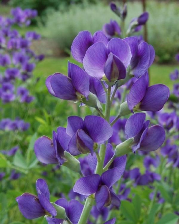 Baptisia australis - baptisija, dekorativno tudi listje