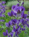 Baptisia australis - baptisija, dekorativno tudi listje