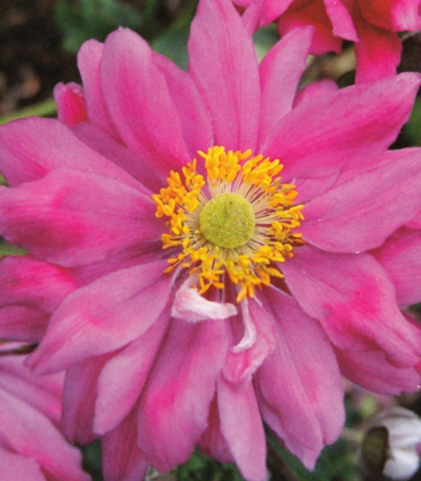 Anemone japonica 'Prinz Heinrich' - vrstnata japonska vetrnica