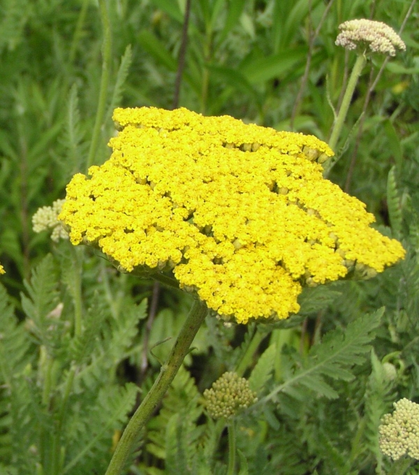 Achillea fillipendulina 'Summer Gold' - rumeni rman