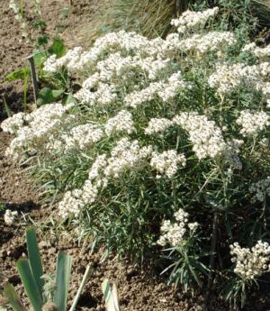 Anaphalis triplinervis-srebrnolistna