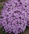 Aster dumosus 'Alice Haslam' - jesenska astra