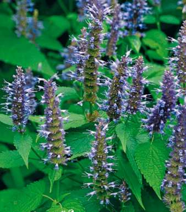 Agastache rugosa 'Korean Zest' - korejska meta