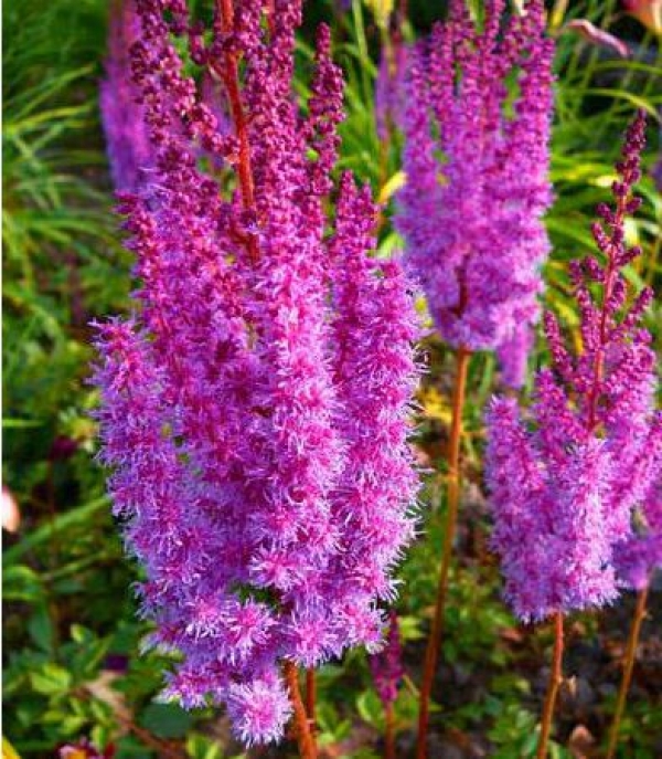 Astilbe chinensis 'Superba' - roza velikocvetna , močne rasti