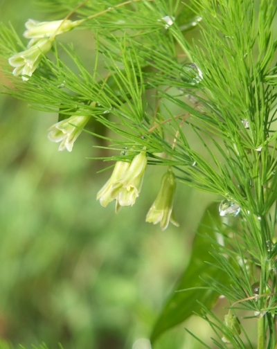 Asparagus tenuifolius - lasasti belu&scaron;