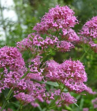 Centranthus ruber - navadna &scaron;pajka
