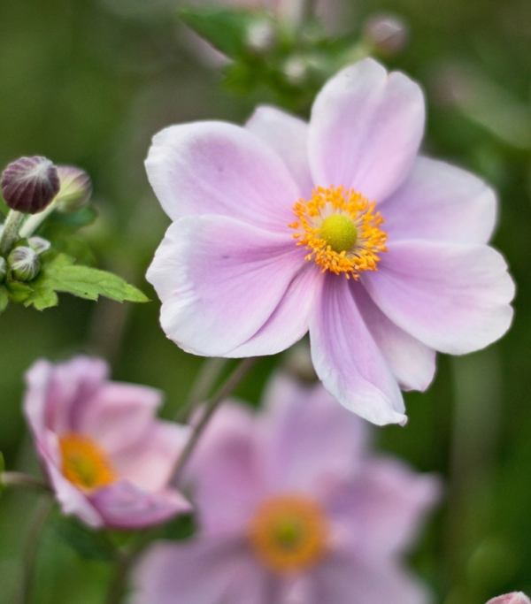 Anemone japonica 'Septembercharm' - trpežna japonska vetrnica