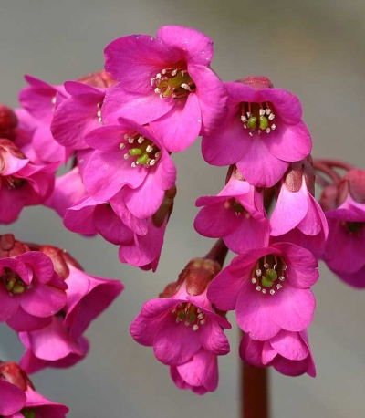 Bergenia cordifolia 'Rotblum' - bergenija
