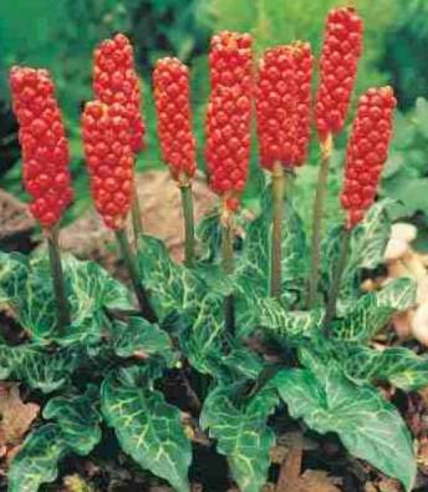 Arum italicum - laški kačnik (okrasni plod)
