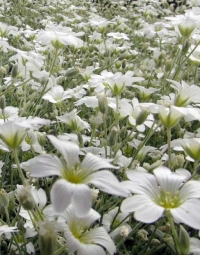 Cerastium tomentosum - smiljka