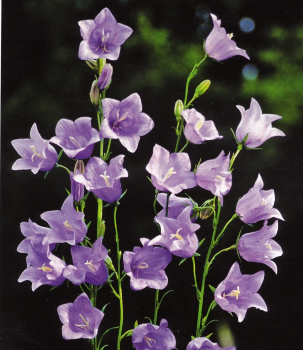 Campanula persicifolia - modra breskvovolistna zvončnica