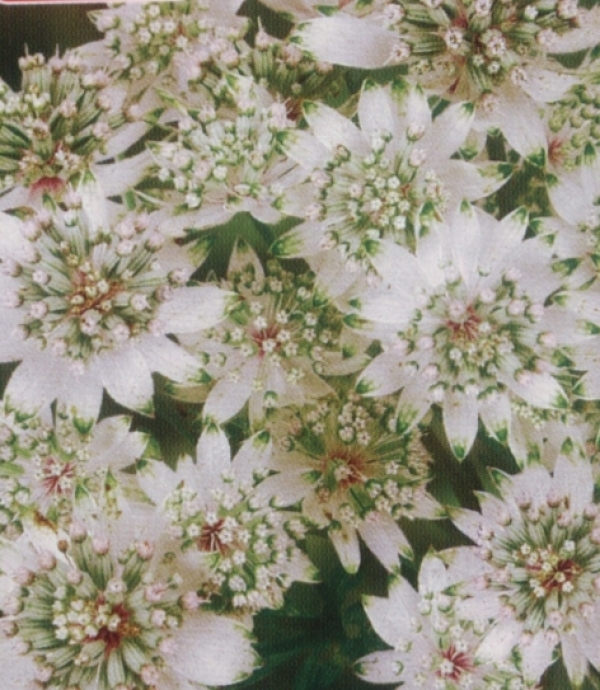 Astrantia major 'Star of Billion' -  zelo dolgo cvetoči zali kobulček (ne polži)