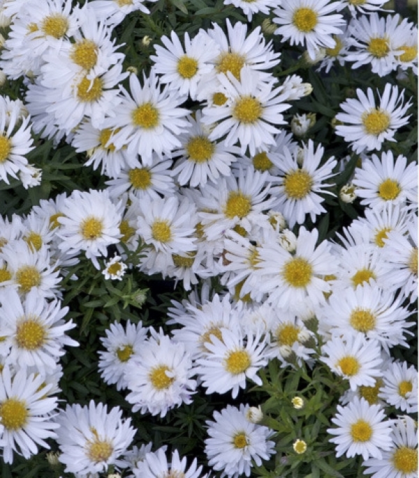 Aster dumosus 'Aramis White' - bela jesenska astra