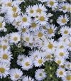 Aster dumosus 'Aramis White' - bela jesenska astra