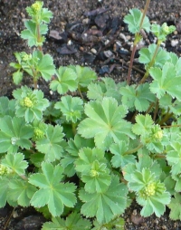 Alchemilla erythropoda - nizka plahtica