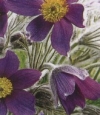 Anemone pulsatilla (Pulsatilla vulgaris) - kosmatinček