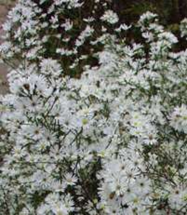 Aster pringlei 'Monte Casino' - drobna bela astra za &scaron;opke