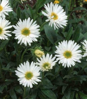 Aster alpinus 'Albus' - alpska nebina