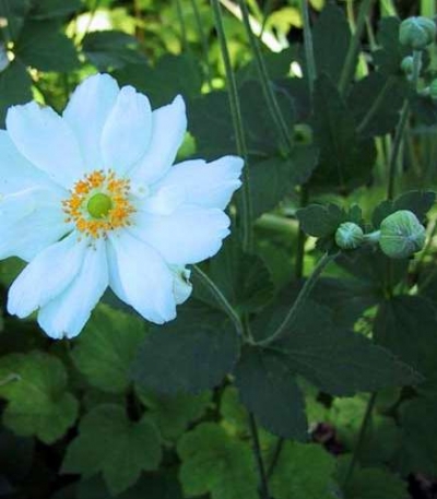 Anemone japonica 'Whirlwind' - vrstnata japonska anemona - vetrnica