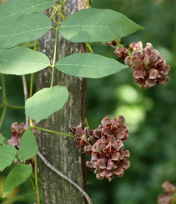 Apios americana (tuberosa) - indijski krompir ali fižol, gomoljna plezalka