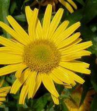 Buphthalmum salicifolium - primožek