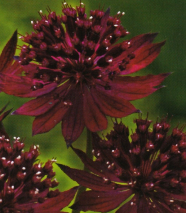 Astrantia major 'Venice' - rdeči zali kobulček (je ne marajo polži)