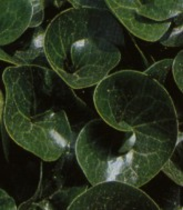 Asarum europaeum - kopitnik