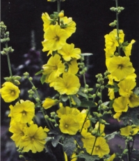 Alcea (Althaea) rugosa - rumeni slez