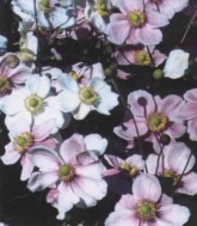 Anemone japonica - jap.vetrnica (me&scaron;ana), anemona