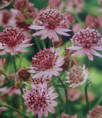 Astrantia major 'Roma' - pocvitajoči zali kobulček (ne polži)