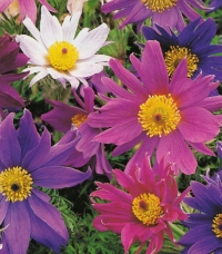 Anemone pulsatilla 'Papageno' - več barvni kosmatinček