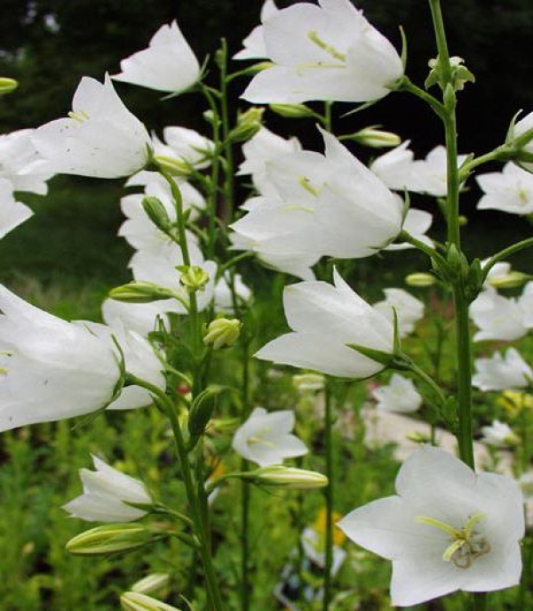 Campanula persicifolia 'Alba' - bela breskvovolistna zvončnica