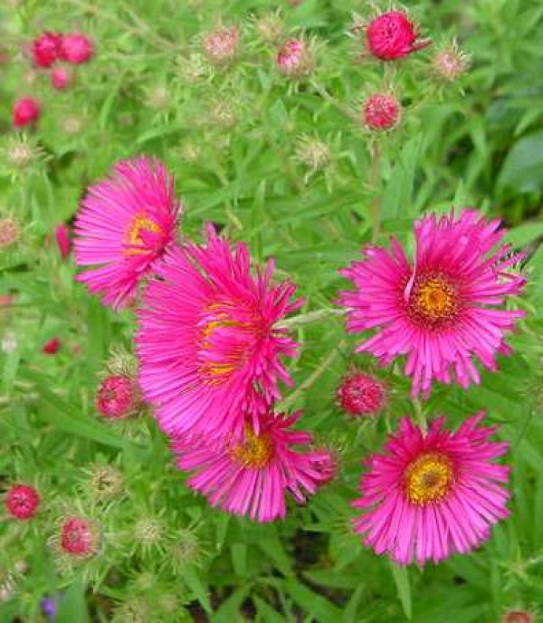 Aster novae-angliae 'Alma Potschke' - astra