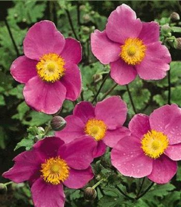 Anemone japonica 'Splendens' - jap. vetrnica, anemona
