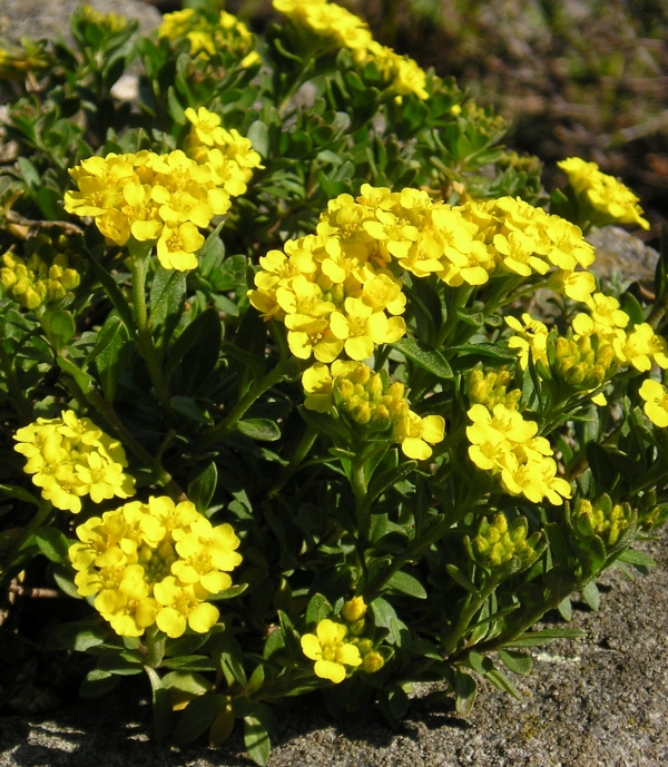 Alyssum wulfenianum -vulfenov grobeljnik, pocvita