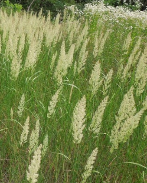 Calamagrostis epigeios - navadna &scaron;a&scaron;ulica