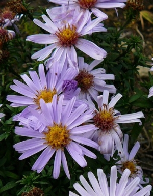 Aster dumosus 'Blauer Zwerg' - zgodnja jesenska astra